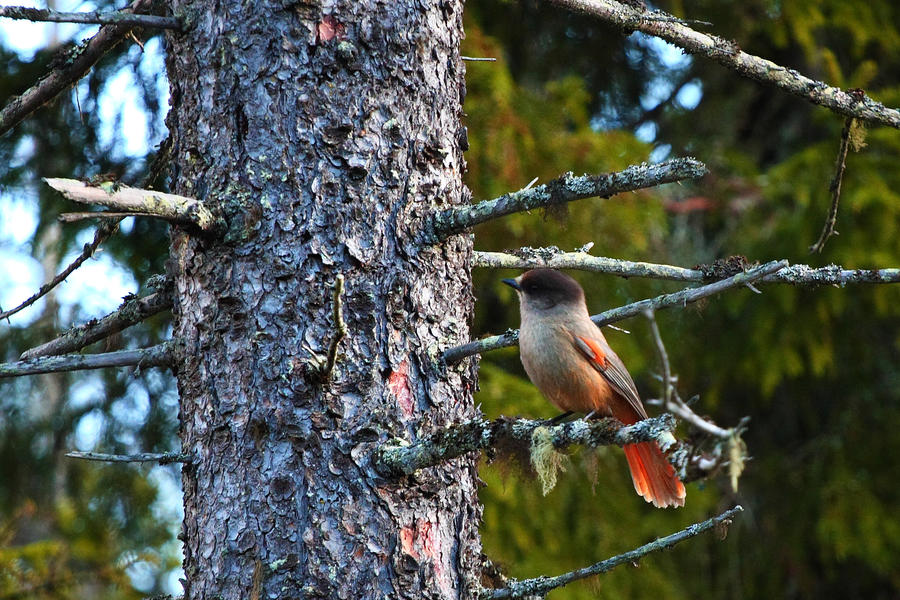 Siberian Jay