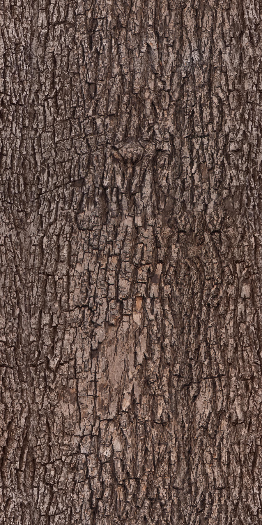 Tree bark - texture, pattern