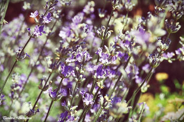 Purple sweethearts