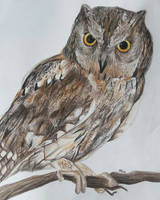 Owl (drawing)