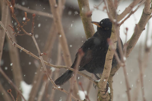 Blackbird in the white