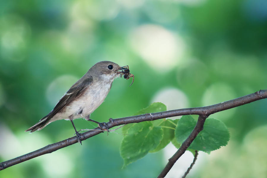 European Pied SPIDERcatcher