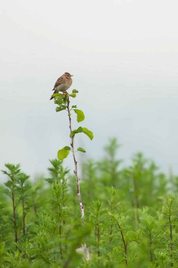 Eurasian Skylark