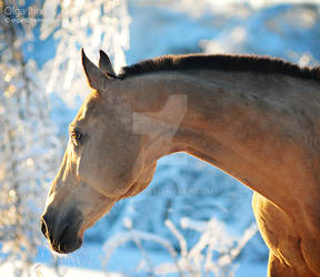 akhal-teke winter