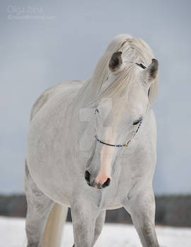 arab horse