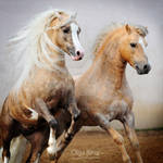 stallions by Olga5