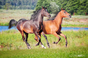 Two arabian colts