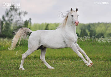 Arabian stallion Vent