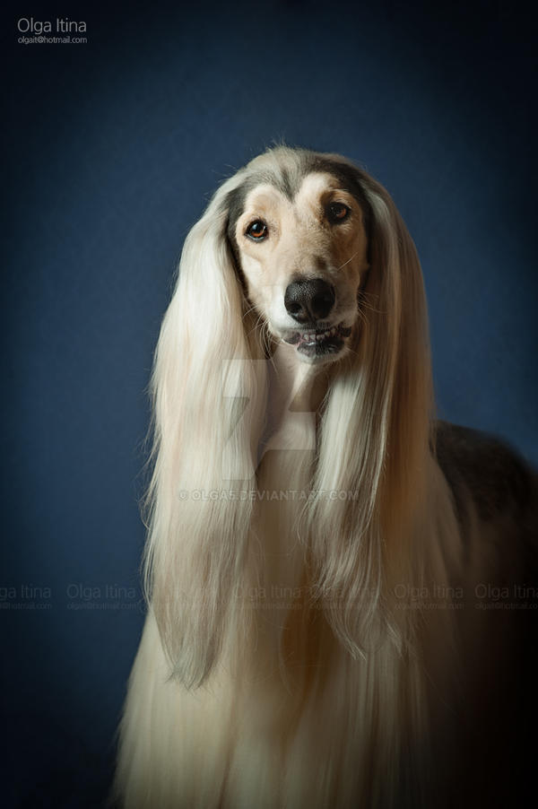 Afghan hound Furor. Studio light, 2015