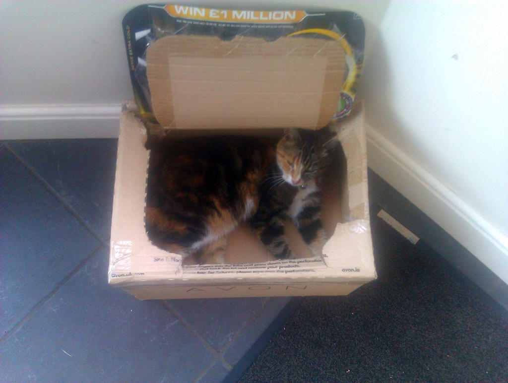 Cat In A Box