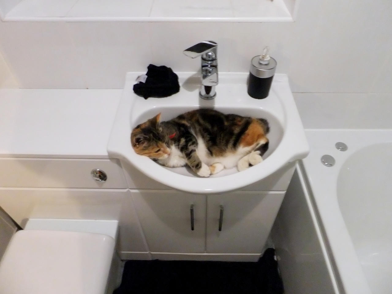 My Cat Sleeping In A Sink