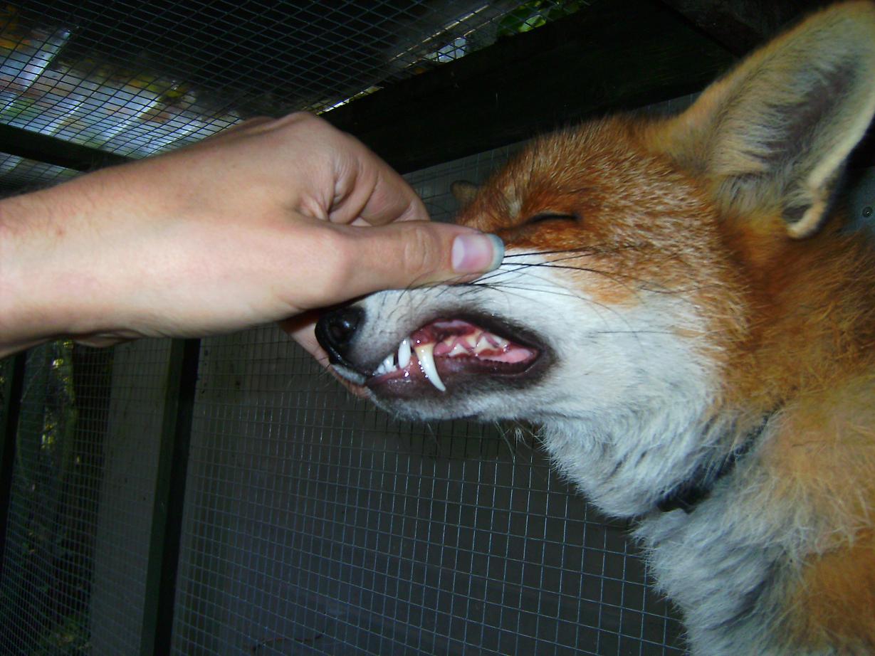 Fox Tooth Pattern at Julian Syme blog