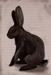 black bunny