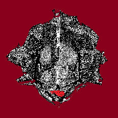 Shell #058 by Mocatta on DeviantArt