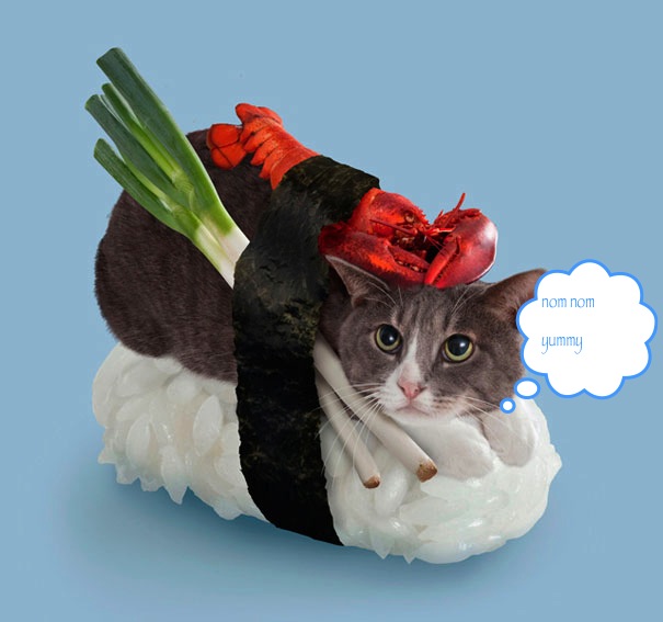 Sushi-cats-4