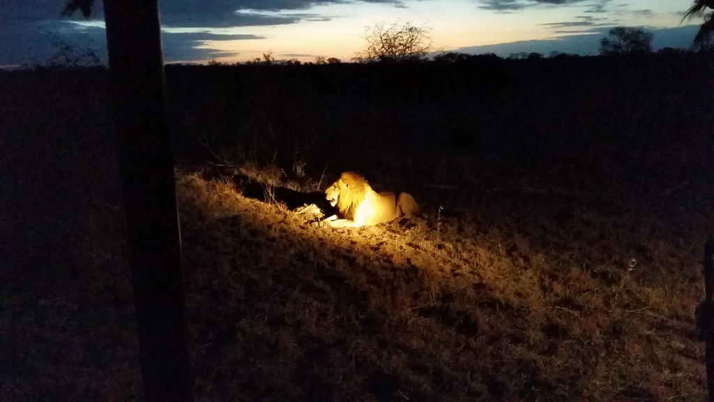 The King at Rest