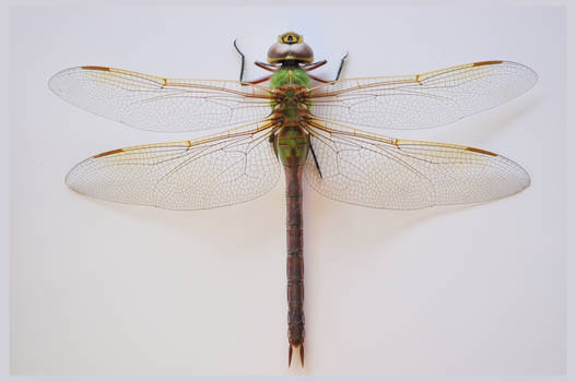 lb1-195 Dragonfly