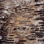 lb1-11 wood texture