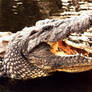lb1-20 crocodile