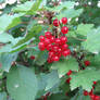 redcurrant