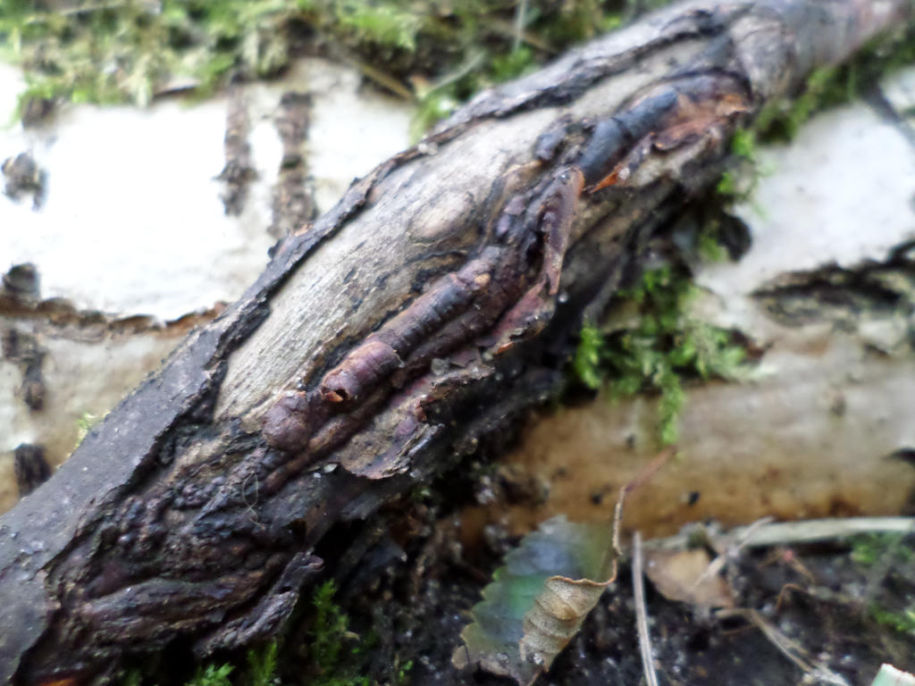 Overlapping Root by Cynnamyn on DeviantArt