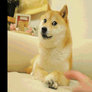 Animated Doge