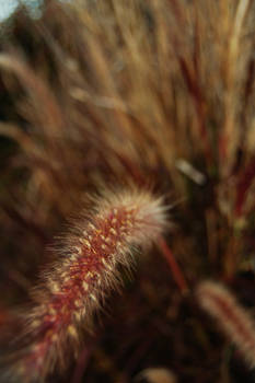 Foxtails