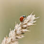 small ladybug