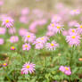 pink flower