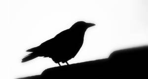 Raven's Silhouette