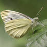 Cabbage Butterfly