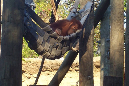 Hammock Style