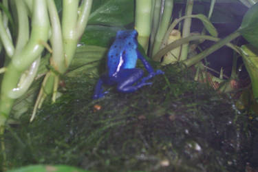 Poison Frog