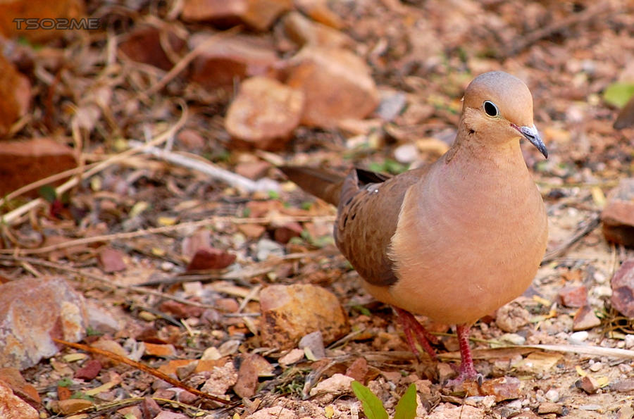 Morning Dove