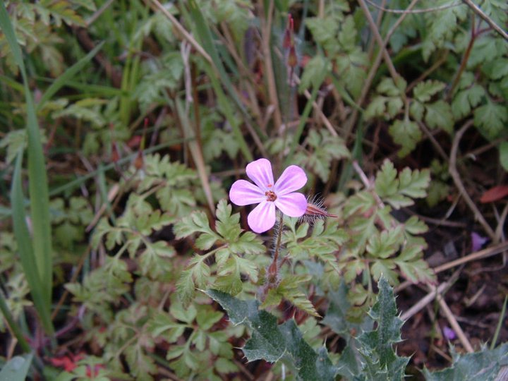 herb robert