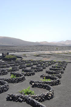 The vineyards of Lanzarote