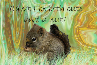 Cute Nut