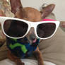 Cool dog