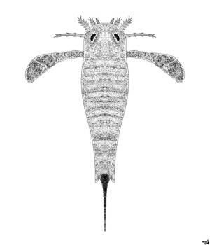 Eurypterus remipes