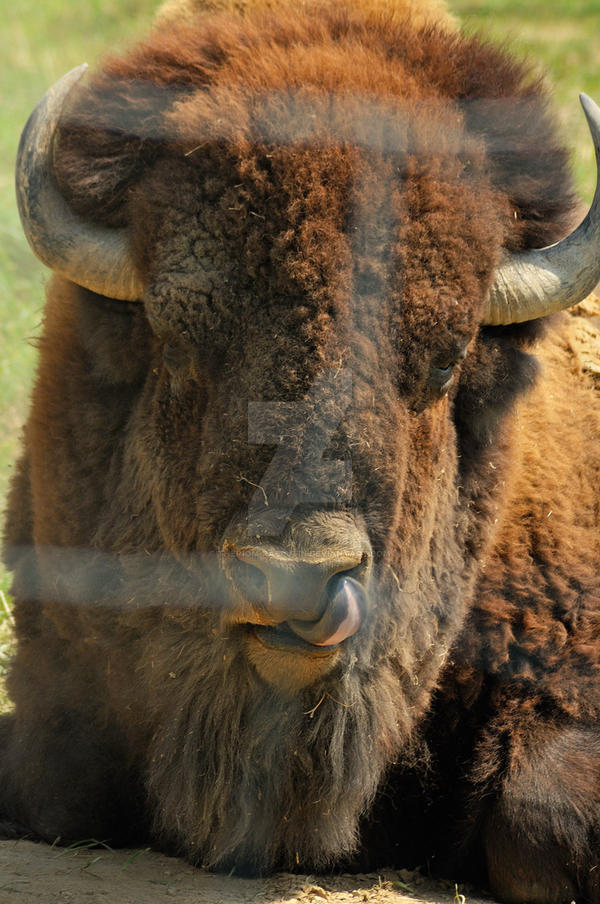 Bison