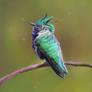 Emerald Crown
