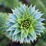 Monkey Puzzle