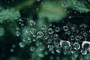 Waterdrops