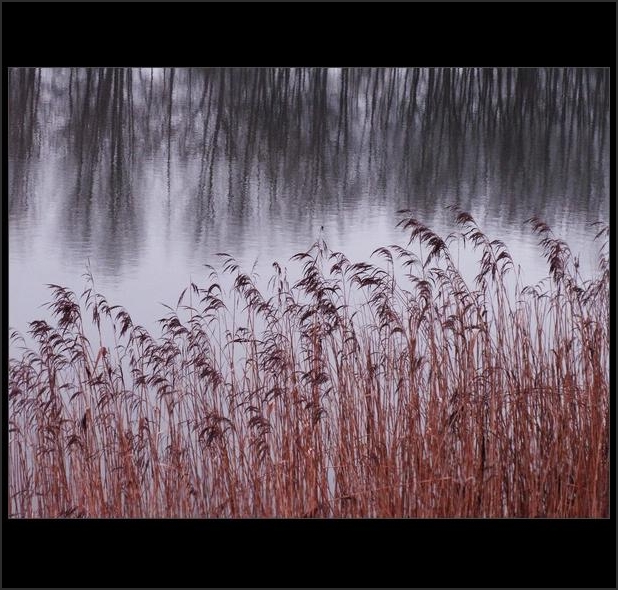 Reeds