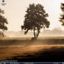 Desktop