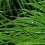 .:Grassy Raindrops:.