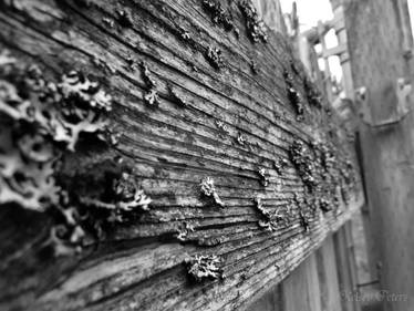 Old Fence