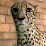 Cheetah's Stare