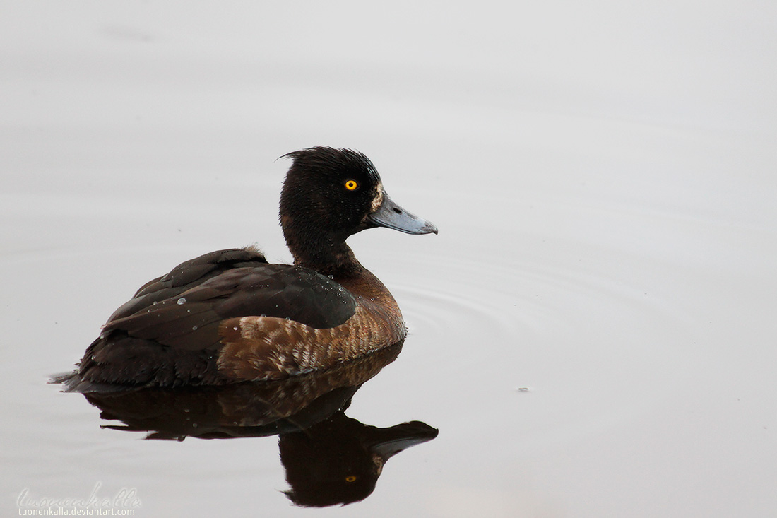 Tufted duck