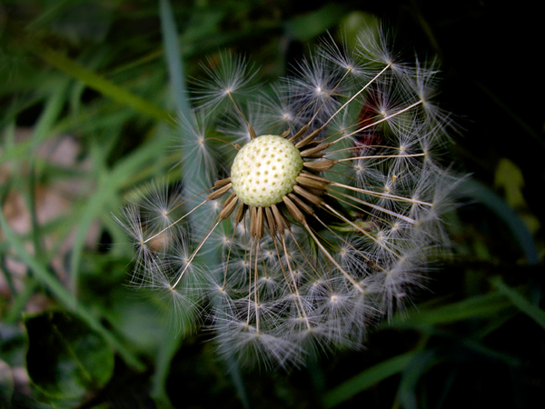 Dandelion seeds by_ DiViNe